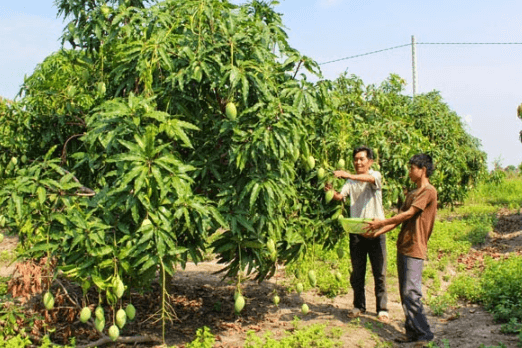 Mơ thấy hái xoài