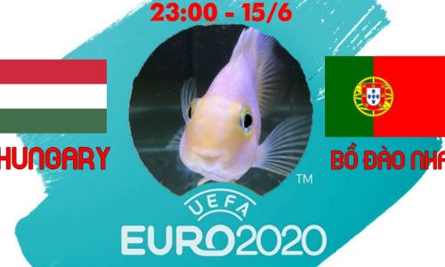 Cá vàng tiên đoán Hungary vs Bồ Đào Nha, 23h00 ngày 15/6/2021 - Bảng F EURO 2020